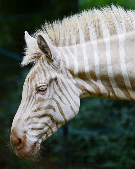 Extremely Rare White Zebra Rare Animals Animals Zebras