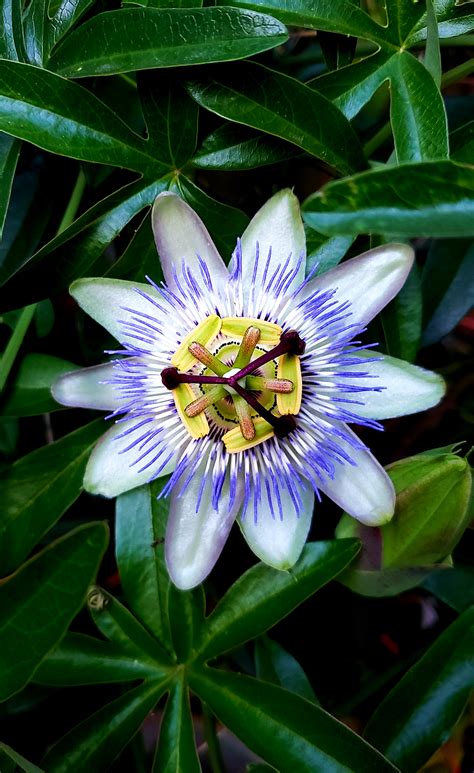 Edulis) as far as watering is concerned, you should keep soil moist throughout the summer growing season. First bloom of the season! (blue passion flower) : plants