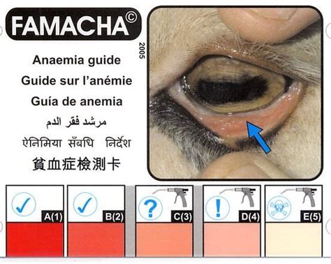 John harper, ucce livestock & natural resources advisor famacha eye chart | Sheep farm, Goat health