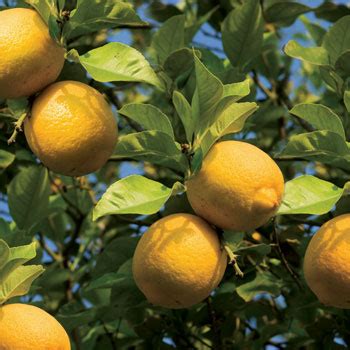 The citrus industry in arizona even predates statehood by decades. Citrus & Fruit Trees For Sale | Mesa, Gilbert, Queen Creek ...