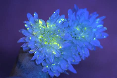 Flower Science Experiment For Kids Diy Glowing Flowers