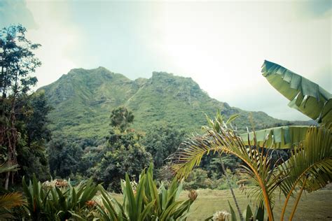 Also, hardy kiwis are dioecious, which means if you want the plant to. i heart kiwi: Hawaii, in photos...