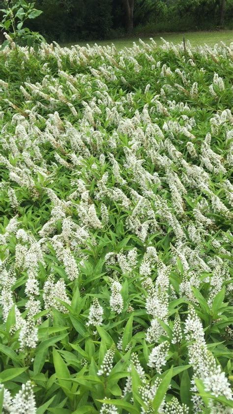 Clethroides is native to china, korea, and japan. gooseneck loosestrife - Vinland Valley Nursery