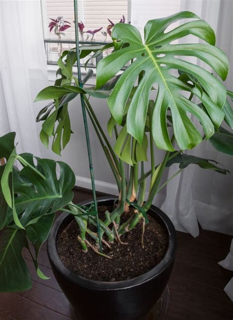 How you do it depends on the desktop or mobile browser. Monstera Deliciosa Care Guide: Growing Monstera Deliciosa ...