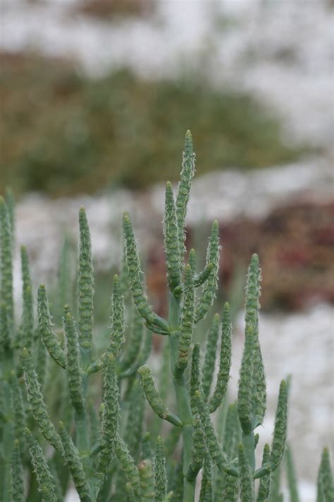 What unemployment benefits are taxable? Tags : edible perennial flower seeds