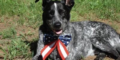 Dogs that won't eat because of the taste or texture of the fiber in the food; Homemade Diabetic Dog Food Recipe - Ruby Stewbie