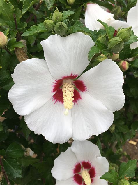 Hibiscus Syriacus ‘red Heart