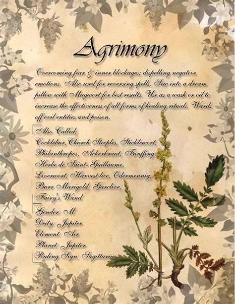 Book Of Shadows Herb Grimoire Agrimony By Conigma On Deviantart