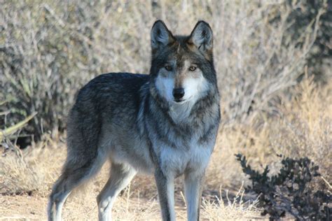 Imado The Mexican Grey Wolf Is Part Of The Species Survival Plan A