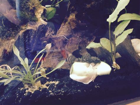 Plecos can eat a variety of vegetables such as lima beans, broccoli, cabbage, kale, celery peas, and zucchini. Pleco eating cucumber | Pets, Animals, Fish pet