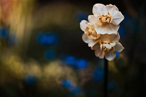 Vidio bokeh japanese meaning asli mp3 trendsmap download free. Exploring the Meaning of Bokeh » ItsJustLight.com