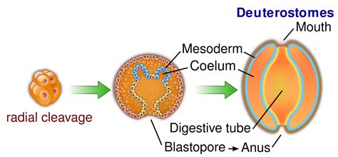 Deuterostomes include a significantly smaller. Neumünder