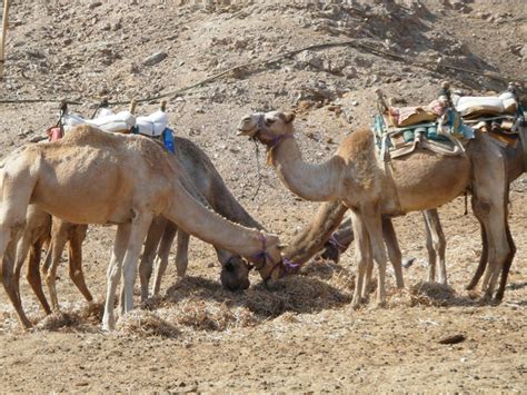 Olive oil, water, camel milk, and sodium hydroxide. Camels near Eilat, Israel. 2009 (With images) | Eilat ...