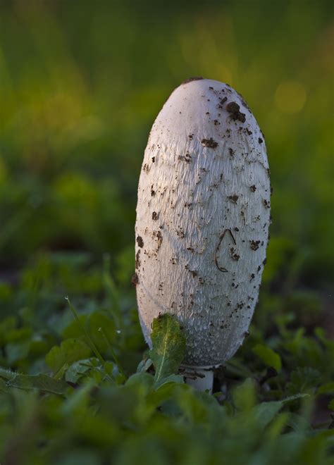 Download clker's hongo verde clip art and related images now. Blanco sobre verde | Hongos, Setas y Fungi