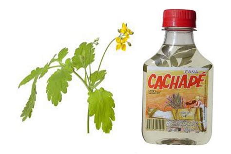 Caña con ruda | según relató un antropólogo, el ritual es fruto de la mezcla de la población originaria con los hispanos colonizadores. Una bebida con propiedades mágicas Caña con Ruda