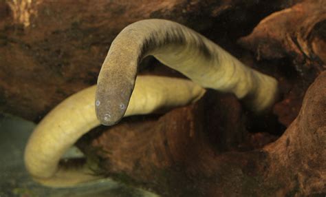 Aquatic caecilian | Smithsonian's National Zoo