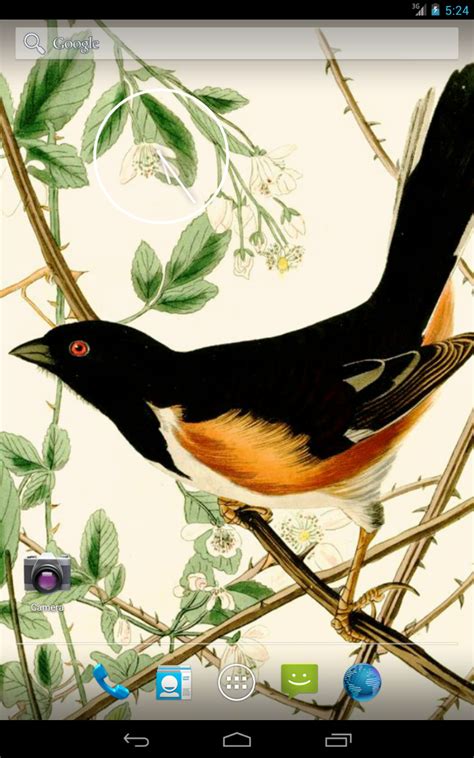 Redepmtion codes | singapore region | indian region | north america region | free fire codigos brasil redeem codes | redeem code in indian server | redeem code in singapore server | redeem code in middle east | redeem code in mena server | redeem code in mayalam | free fire redeem code north america server | redeem code indonesia | free fire. Amazon.com: Audubon's Birds of America Vol. 2 Live HD+ ...