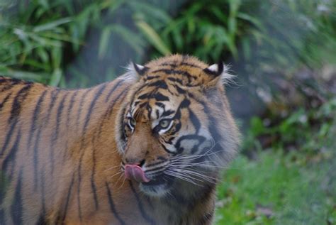 Chester Zoo Sumatran Tiger Zoochat