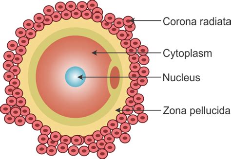 Check spelling or type a new query. draw a labelled diagram of human ovum - Science ...