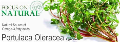 Professional Manufacturer Supplier Natural Portulaca Oleracea Extract