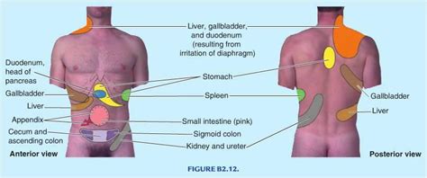 Many organs are located in or close to the central plane; Physician Assistant Pa 2013 Session 1 > Tsai > Flashcards ...