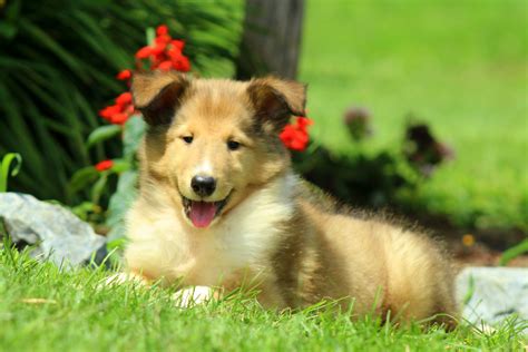 Join millions of people using oodle to find puppies for adoption, dog and puppy listings, and other pets adoption. Collie Puppies For Sale - Collie Dog Breed Profile ...
