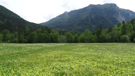 Wandern im bergsteigerdorf lunz am see. Narzissenwanderung in Lunz am See - leichte Wanderung in ...