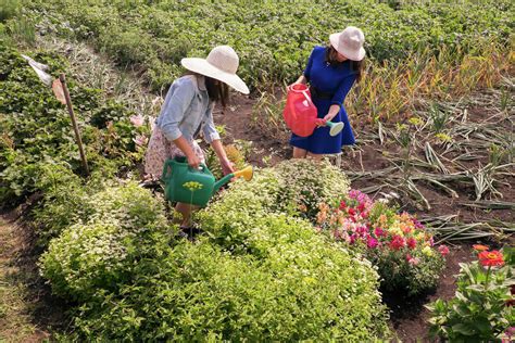 Two Females Wearing Sun Hats Using Watering Can To Water Plants