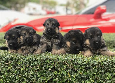 500 Silver Sable German Shepherd Puppies For Sale Near Me