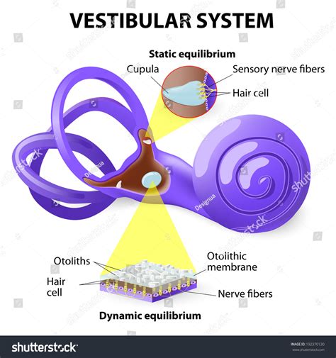 Vestibular System Inner Ear Relationship Balance Stock Vector Royalty