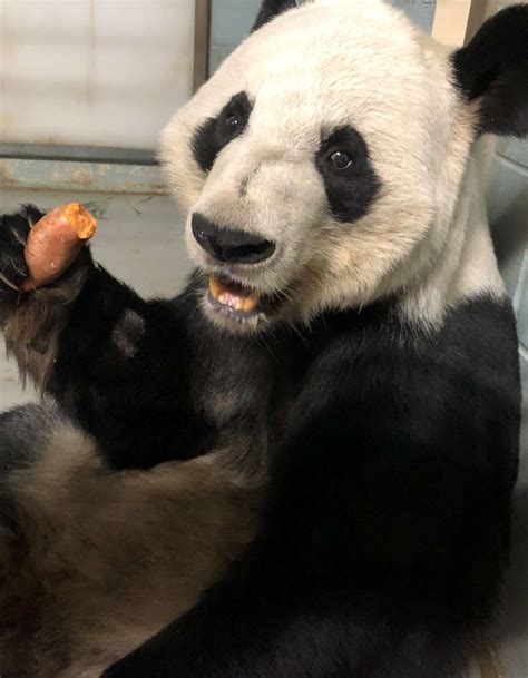 Panda Updates Wednesday September 23 Zoo Atlanta