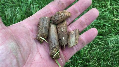Triclopyr and fluroxypyr are two postemergent broadleaf herbicides that are extremely. How to aerate and seed tall fescue grass turf basic 101 ...