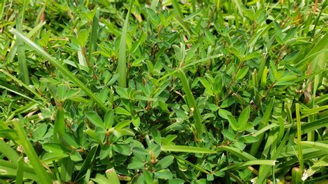 This common perennial weed is easy to identify with its long, hairy stem and bright yellow circular flower with countless petals. How to Get Rid of Lespedeza Weeds - GreenSeasons Landscaping