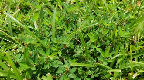 Now a ubiquitous lawn weed in north america, broadleaf or common plantain was brought to the new world by colonists from europe for its. How to Get Rid of Lespedeza Weeds - GreenSeasons Landscaping