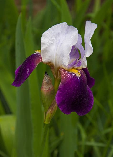 Purple Irises Mike Powell