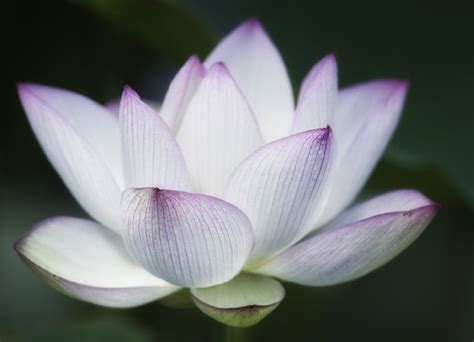 On rose day, people can express their feelings with a flower to make someone their. Lotus Flower: symbolizes new beginnings. Next flower for ...