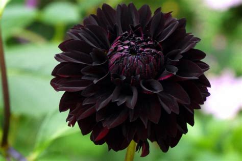 Black Dahlia Flower Meaning Mysteries Behind Dahlia Flowers Plantisima