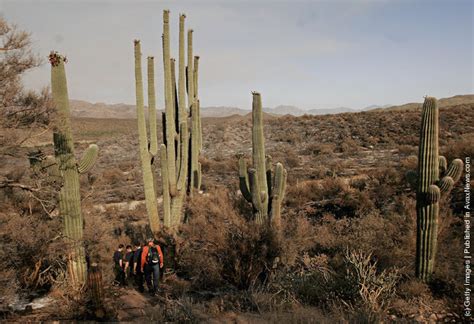 These were the answers to 94% cactus in desert picture. World's Biggest Saguaro Cactus