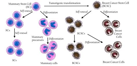 What Are Markers For Breast Cancer Stem Cells Progress In Stem Cell