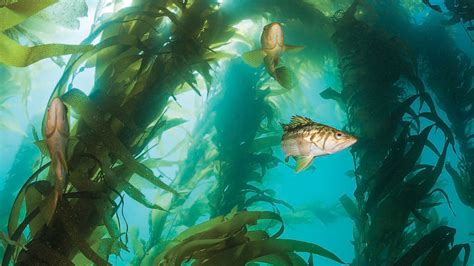 Embrace Kelp Forests In The Coming Decade Biology Montclair State