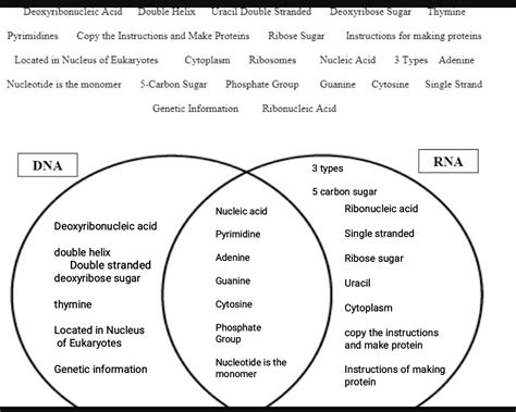 Dna Vs Rna Venn Diagram