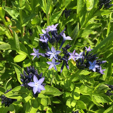 Find out what garden tools you need to start a plot to grow your own vegetables. blue star 'Blue Ice'-Amsonia 'Blue Ice' |Lurie Garden