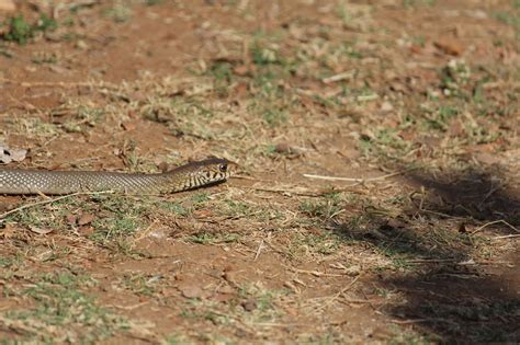 Serpiente Reptil Animal Foto Gratis En Pixabay Pixabay