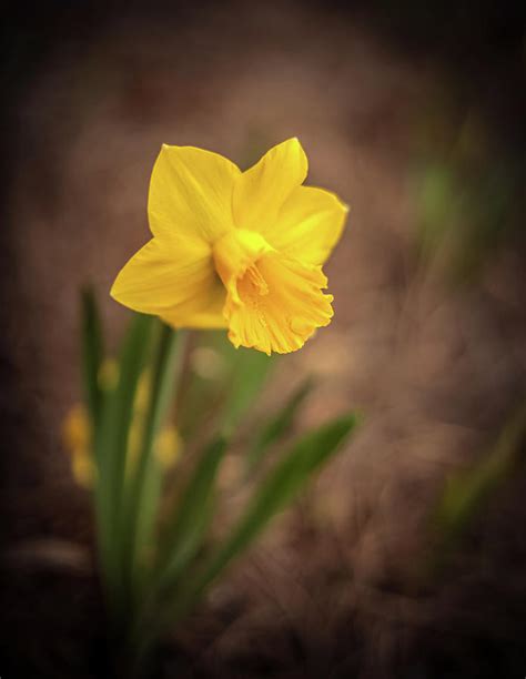 Yellow Color Daffodil Flower Photograph By Nasrullah Aziz Pixels