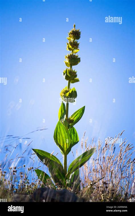 Flowering Stem Of Great Yellow Gentian Gentiana Lutea In The French
