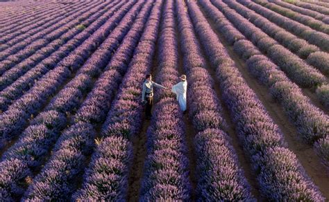 Best Places To See Lavender Fields In France With Free Map 2023
