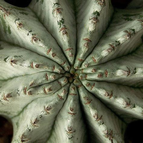Cactus flower we share tips to help create the right environment to help desert and holiday cacti bloom. Center, Cactus Macro | Cacti and succulents, Cactus and ...
