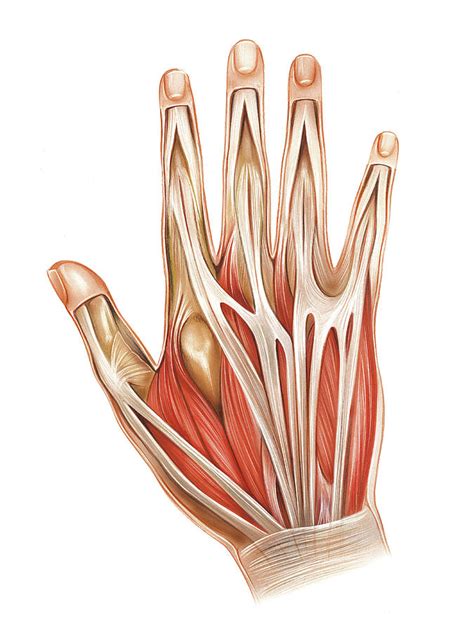 Muscles Of The Hand Photograph By Asklepios Medical Atlas Pixels