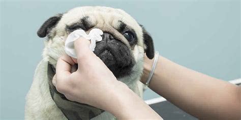 Jun 29, 2020 · when you clean your pug's wrinkles, all you need to do is gently separate the skin of the folds and wipe carefully through the wrinkle. How To Clean A Pugs Eyes In 7 Simple Steps