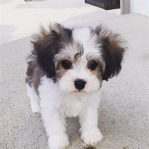 Dam is a direct import ddr dark sable with perfect hips and elbows tags: Cavachon - Cavalier King Charles Spaniel and Bichon Frise ...
